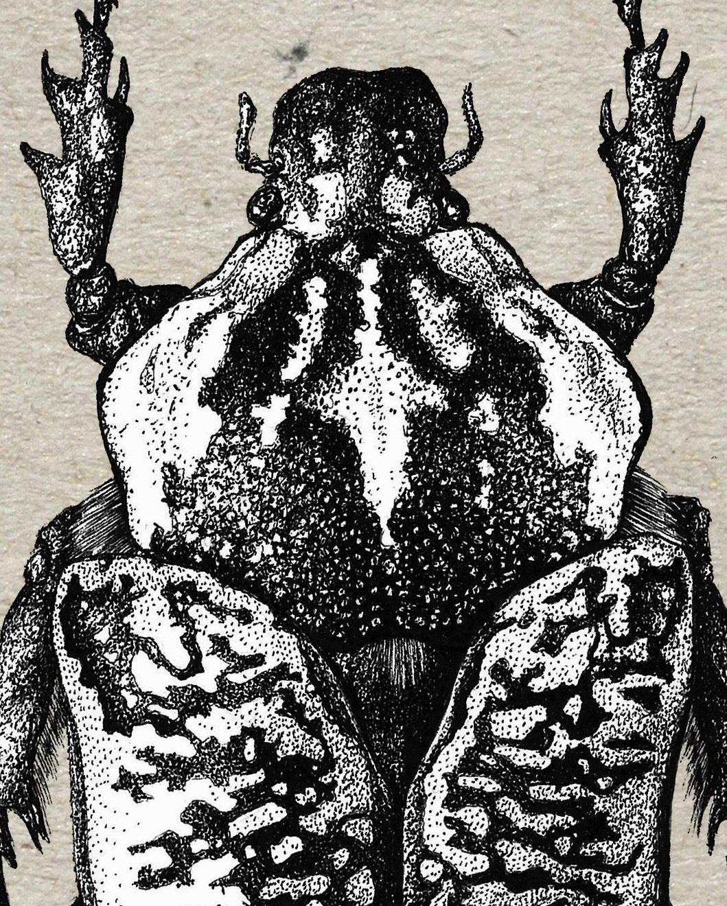 scientific illustration entomology ink drawing biology Pointillism