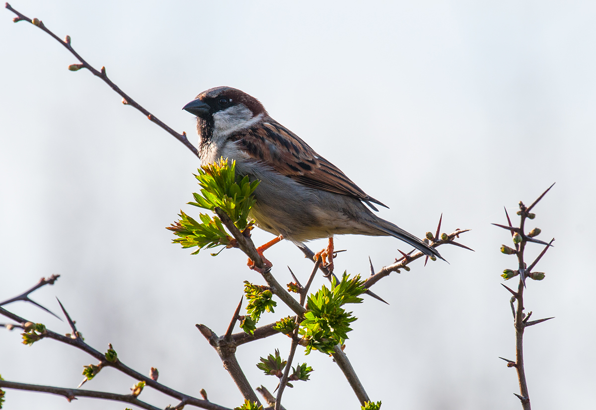 Adobe Portfolio pigeons sparrows raptors UK birds eagles puffins Wild Birds