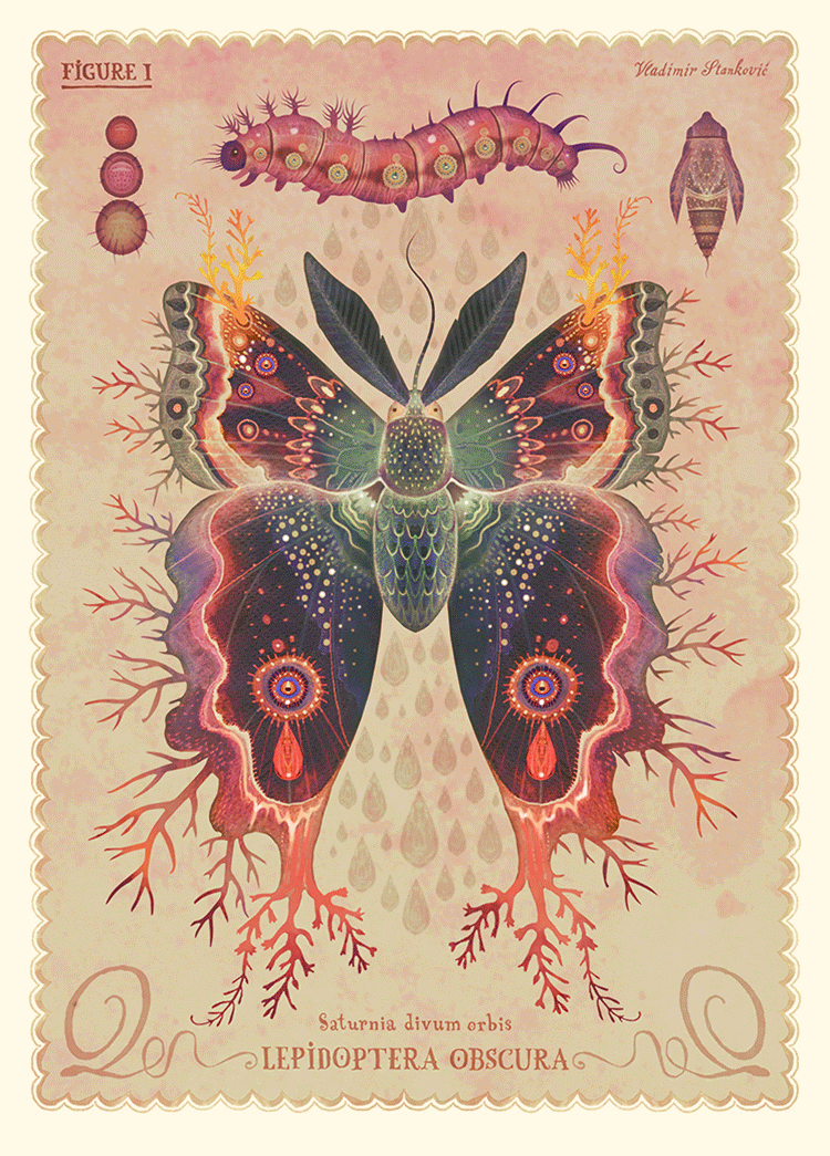 Lepidoptera obscura (Animated GIFs) on Behance