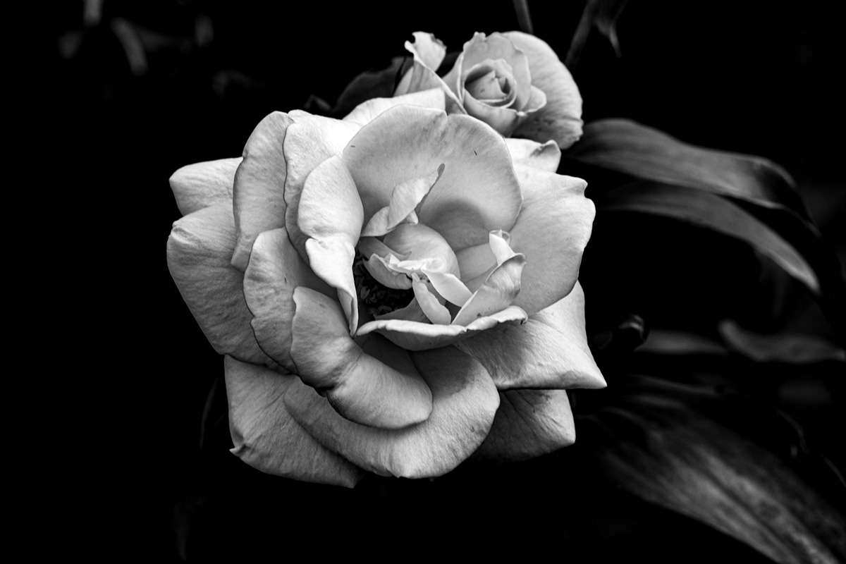 Flowers black and white Photography 