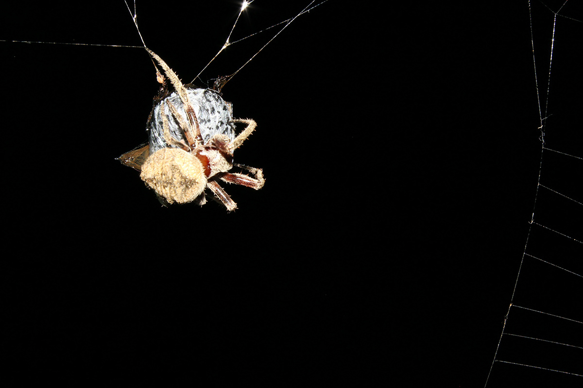 spider photo wild mountain Brazil