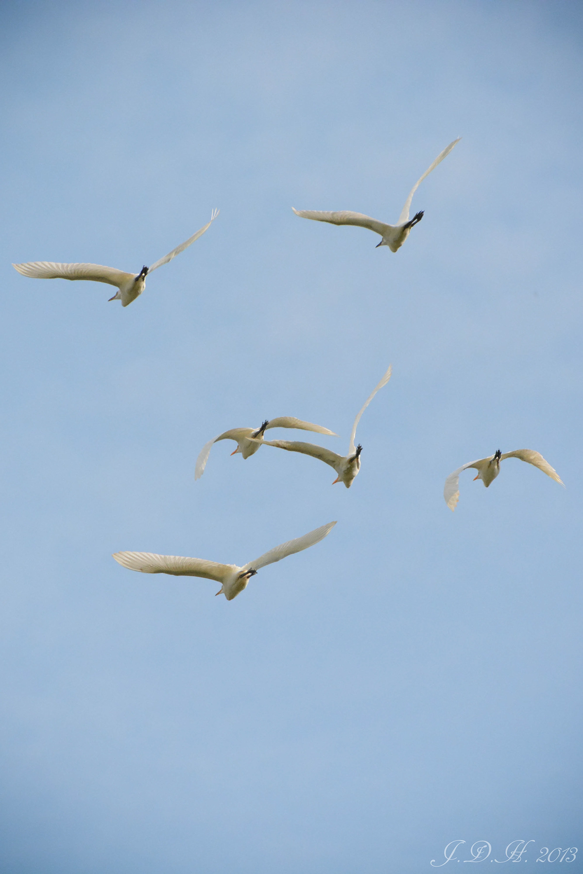 Delaware texas Galveston bear birds bird shorebirds cormorant egret heron seagull shoreline Ocean songbird