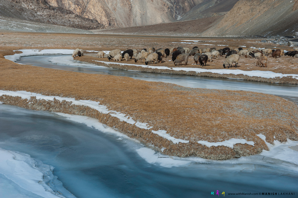 ladakh winter adventure ice Pashmina Herd sheep goats India mountains himalayas snow grazing