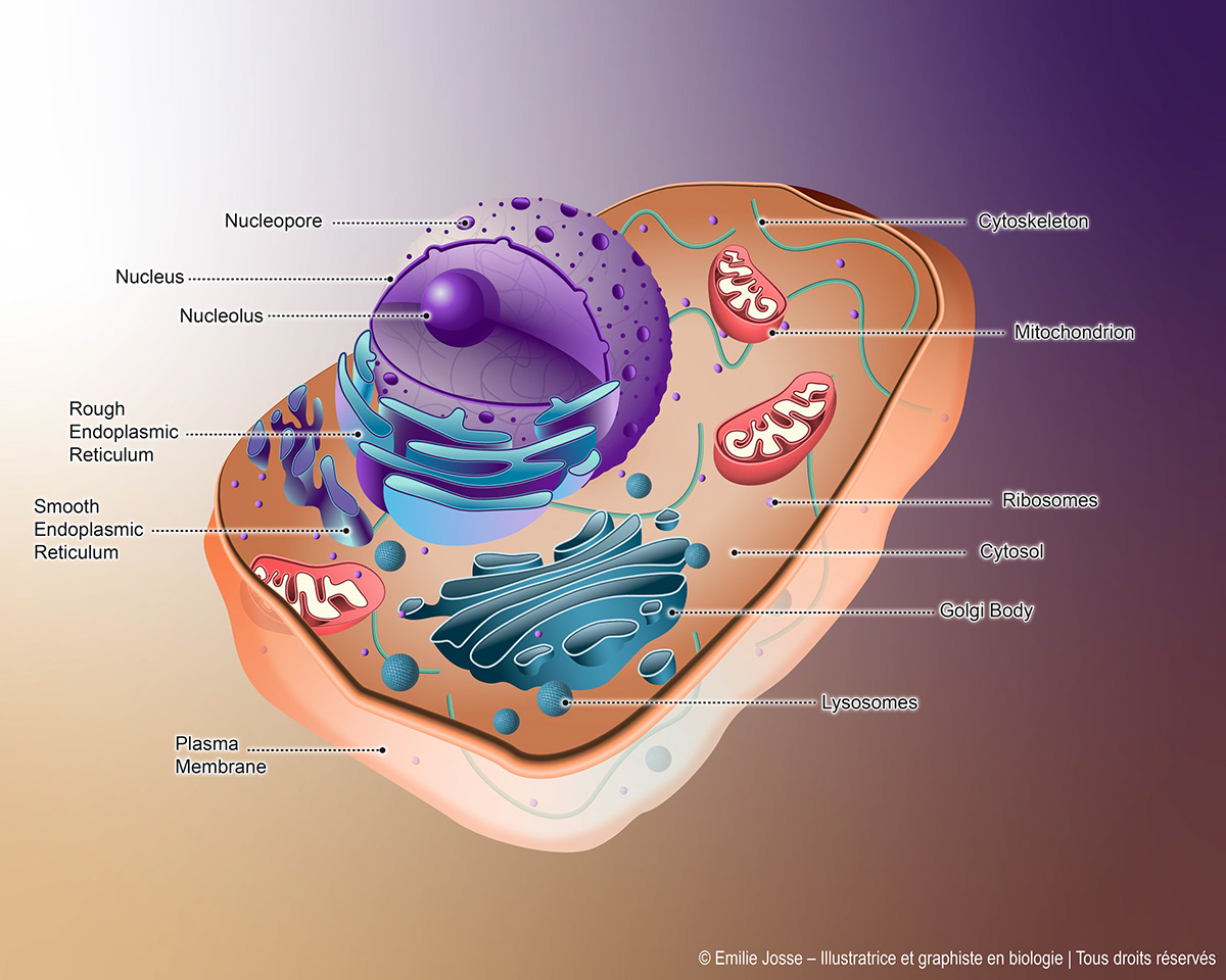 biologie biology Cell digital illustration editorial research science scientific scientific illustration vector