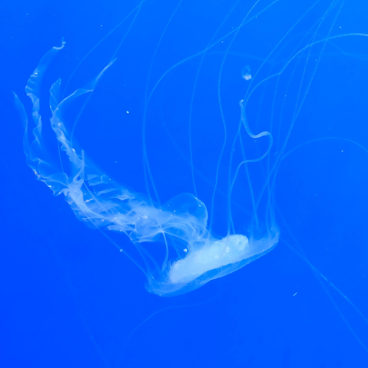 jellyfish water color Photography  aqua