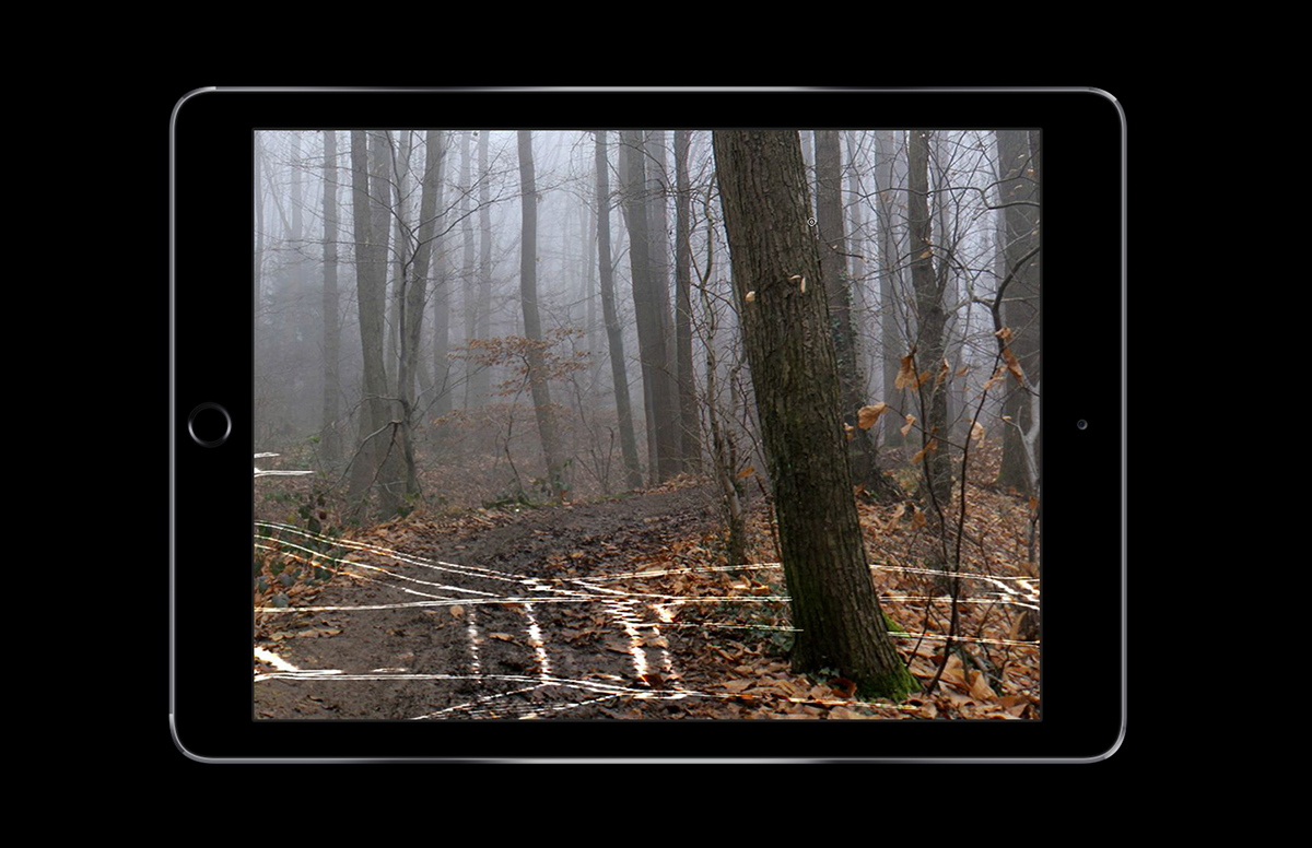 experimental forest walk photo panorama immersive interactive