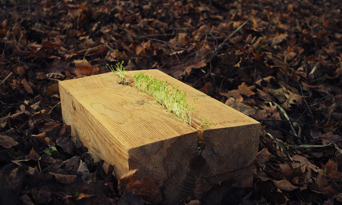 wood herbs death life craft