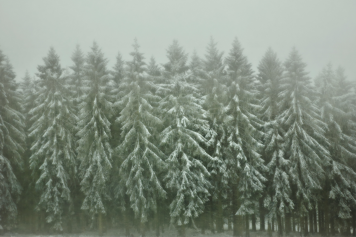Nature Landscape forest Tree  fog snow autumn jörg marx color