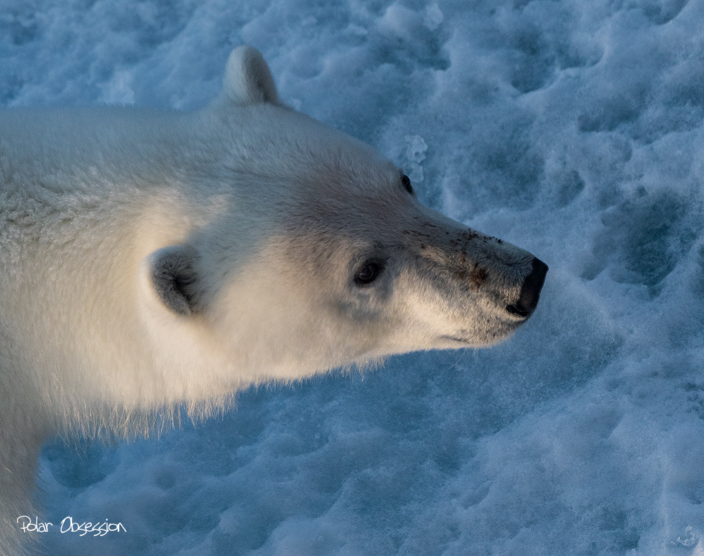 ours polaire Polar Bear arctique Arctic wildlife