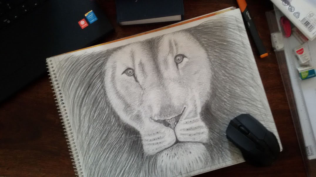 pencil Drawing  lion sketch animal