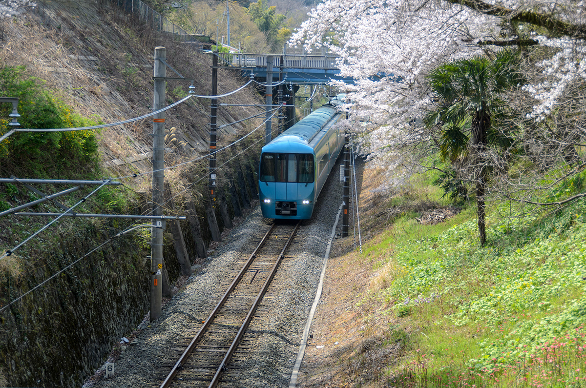 Adobe Portfolio yamakita town Nikon D7000 japan Kanagawa cherryblossom train