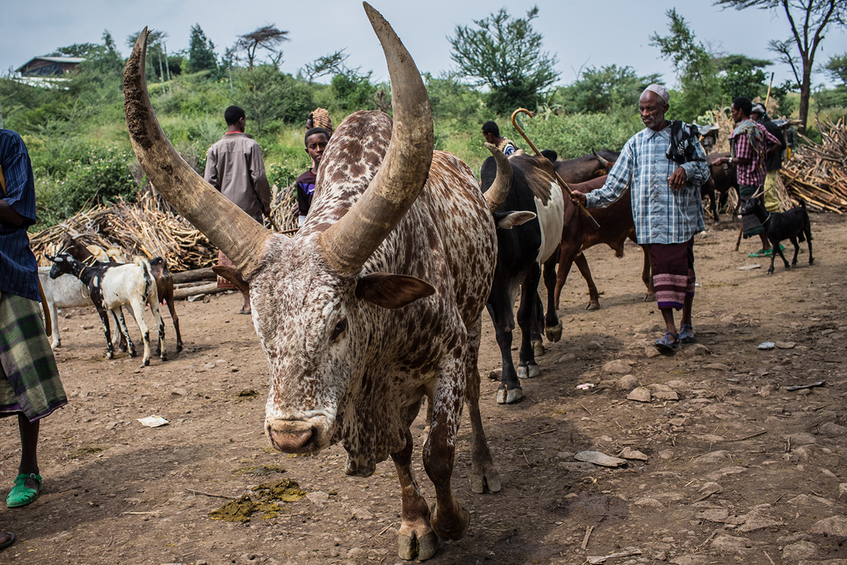 Karrayyu tribes oromo africa no capitalism ethiopia eisa tribe somali tribe bati market cattle market awash nomadic shepherds qat horn of africa