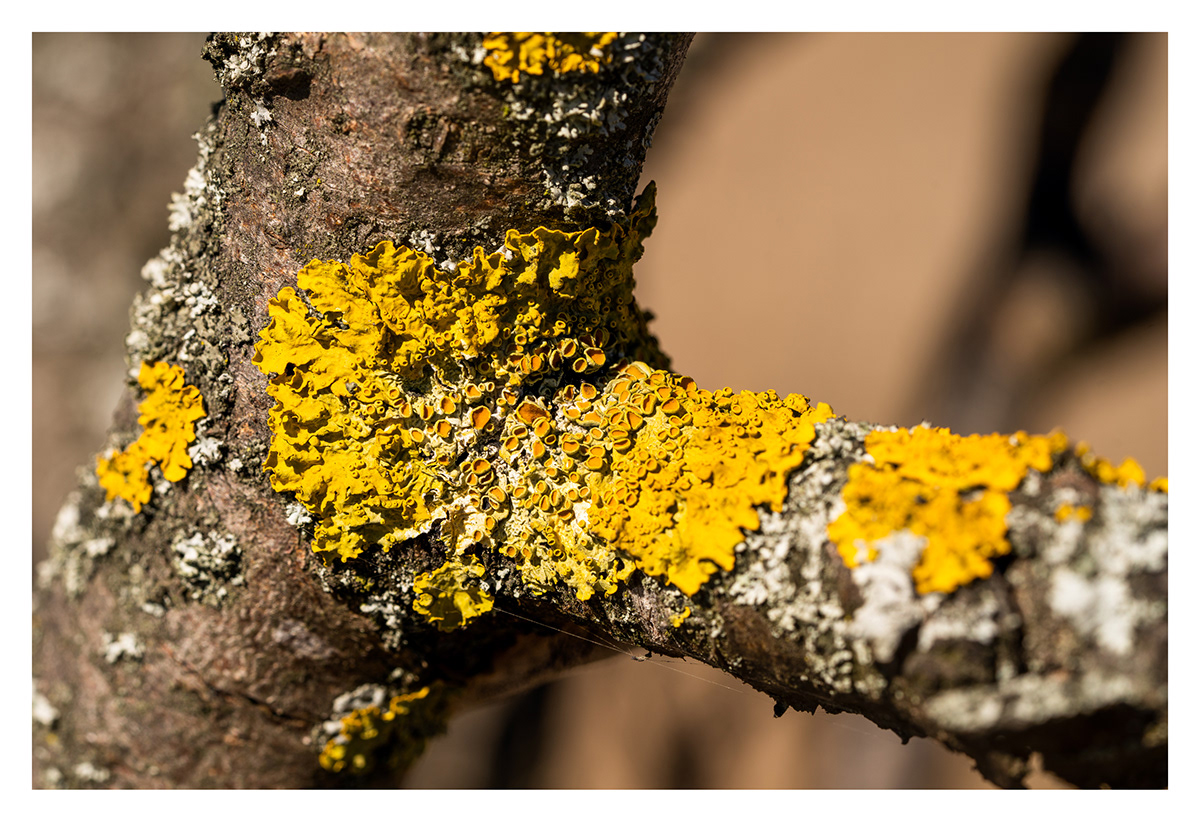 background closeup details fungus macrophotography Nature texture treebark trees wood