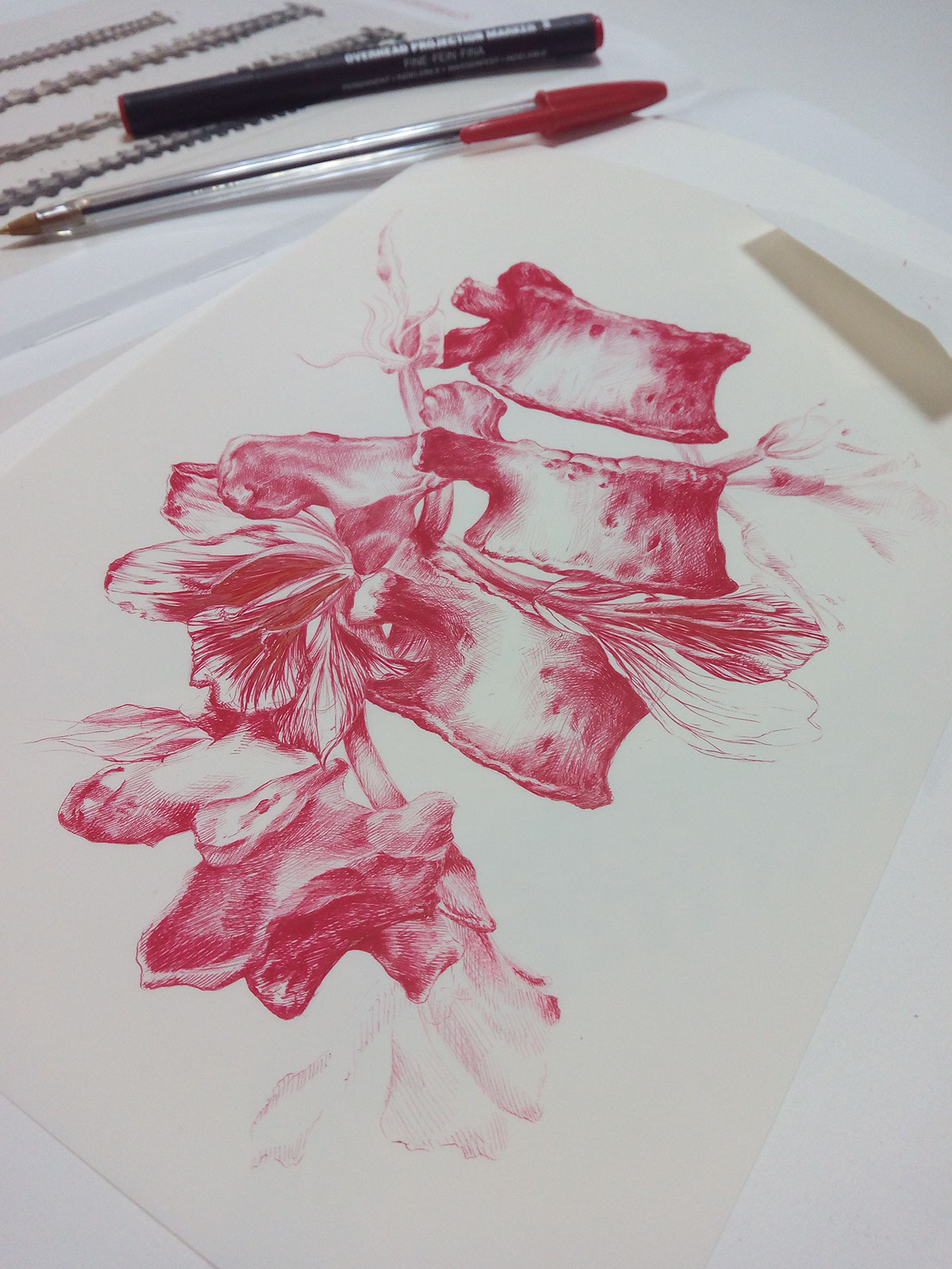 litografia lithography Reproducción Serie vertebras Huesos bones Flores Flowers