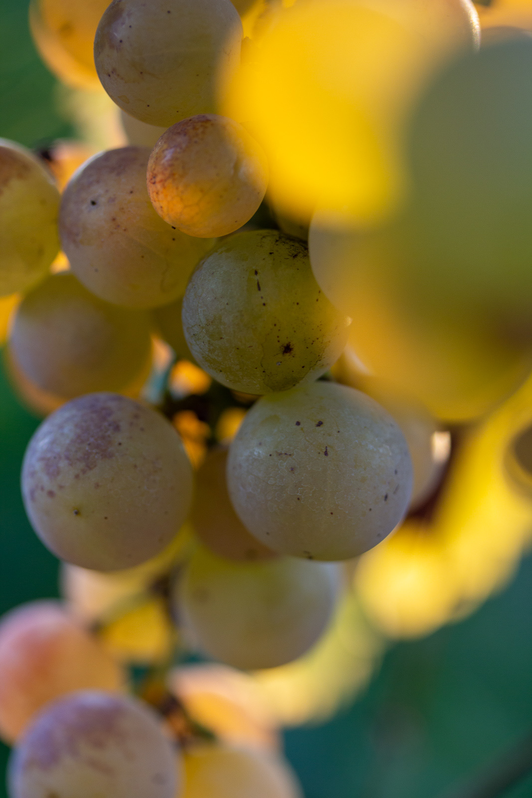 chasselas Golden Light grapes Natural Light swiss wine Switzerland Vineyards wine wine grapes winelover