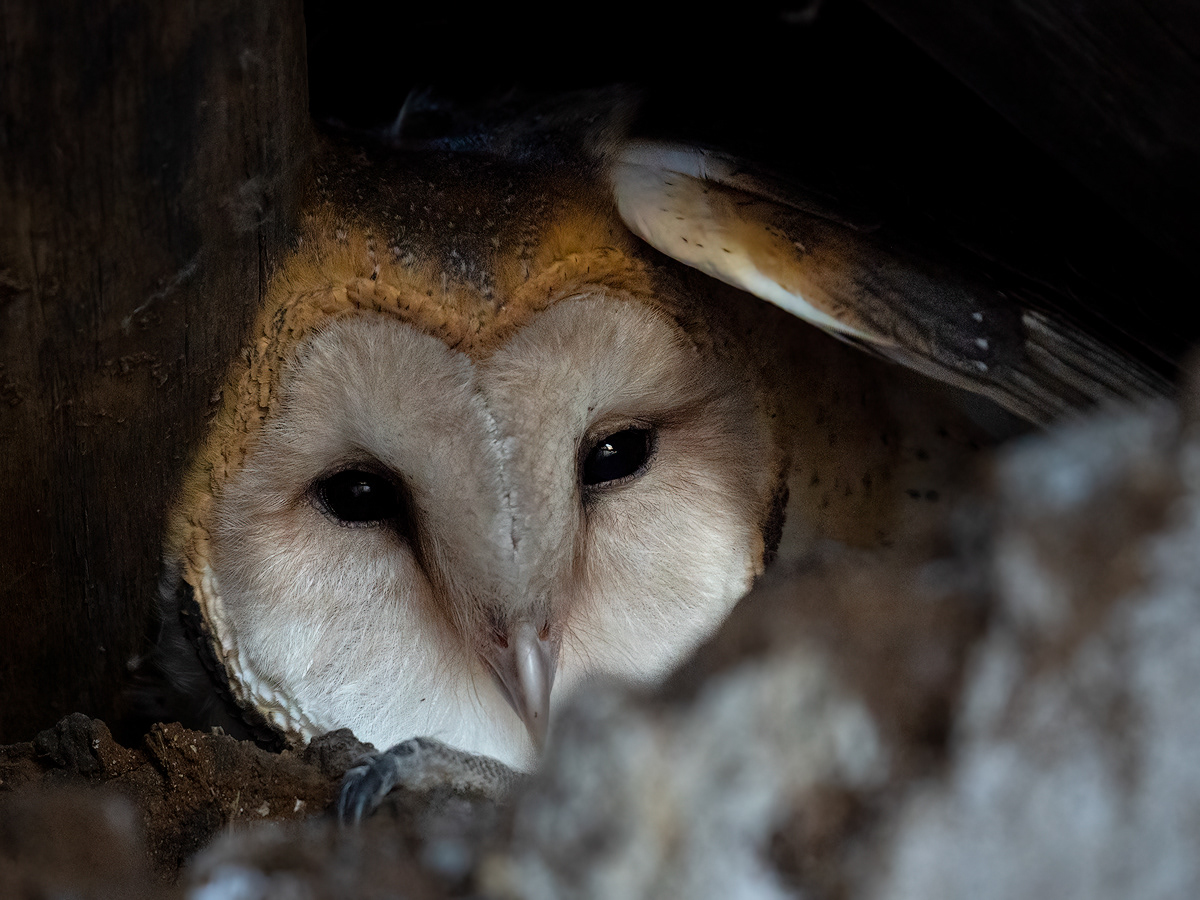 animal aves barn owl beauty birds eule Nature owl pajaros Photography 