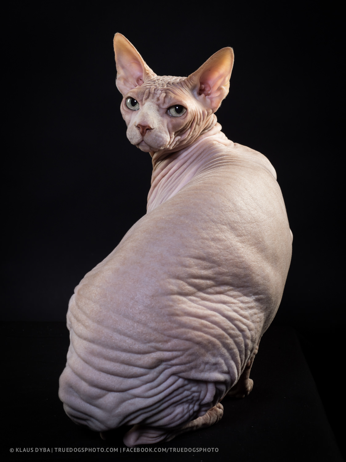 dog Cat naked sphinx Xoloitzcuintle animal phase one p 40+