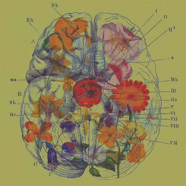 anatomy vintage floral botany paulamorales