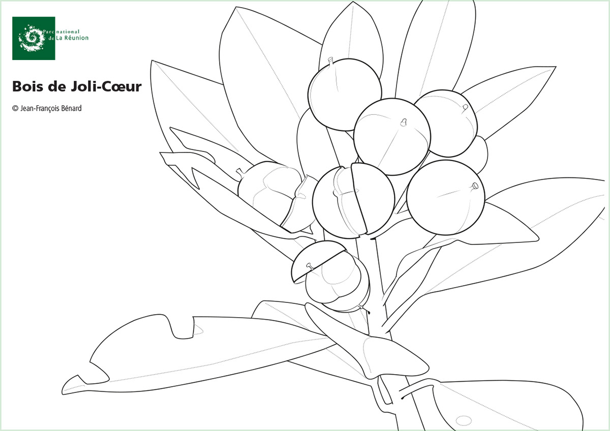children color Couleur Drawing  graphic design  ILLUSTRATION  Illustrator Nature vector