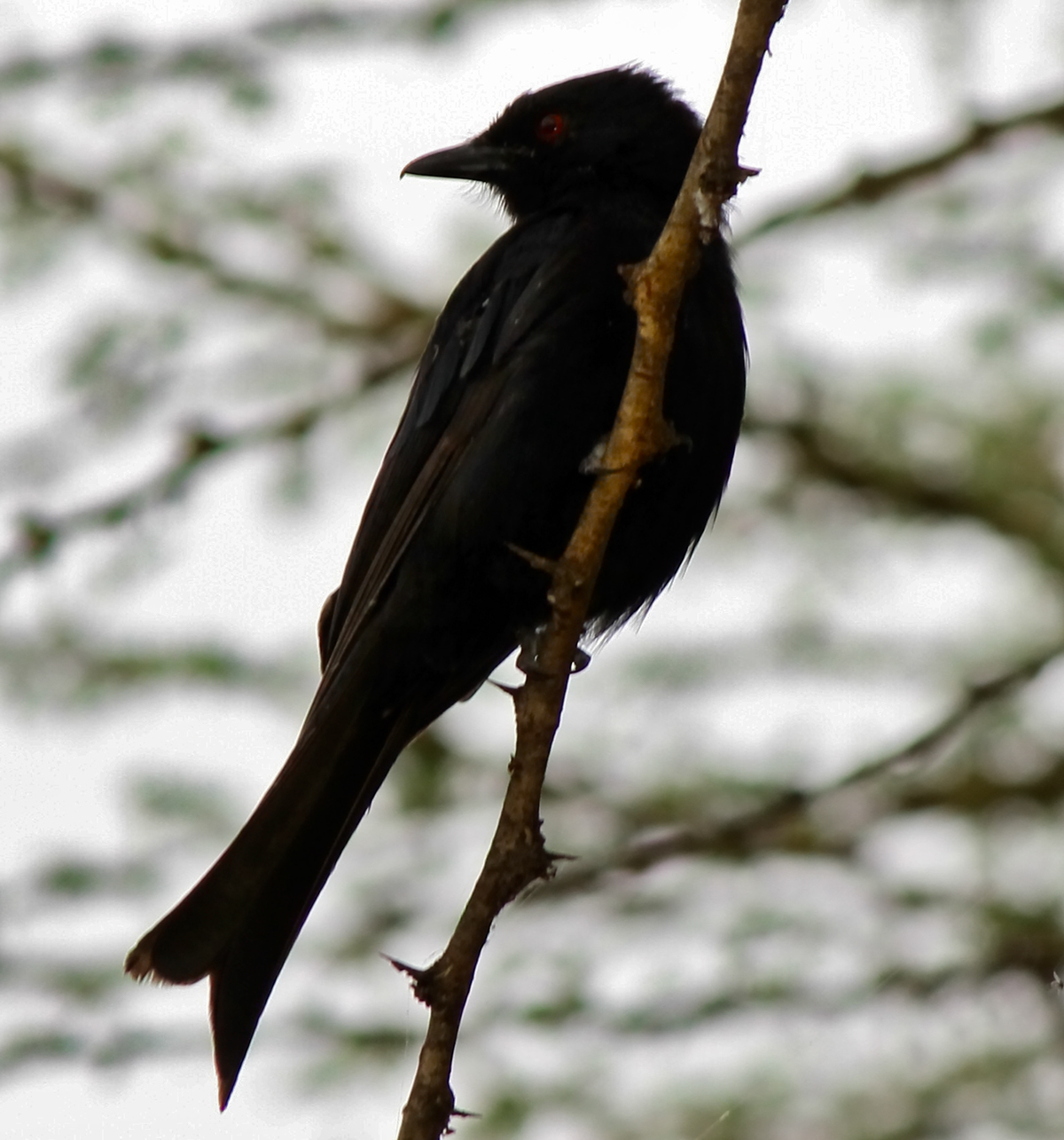 birdwatching Birds in Kenya explore photographer Sights and Sounds Travel