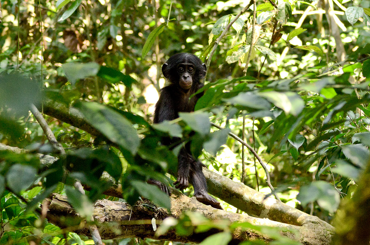 bonobo Congo colobus ape  monkey Fungi Nature