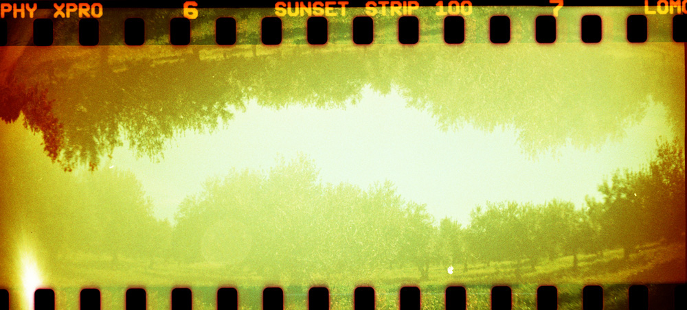 analogue cameras lomografia analogue films toycameras fotografia analogica