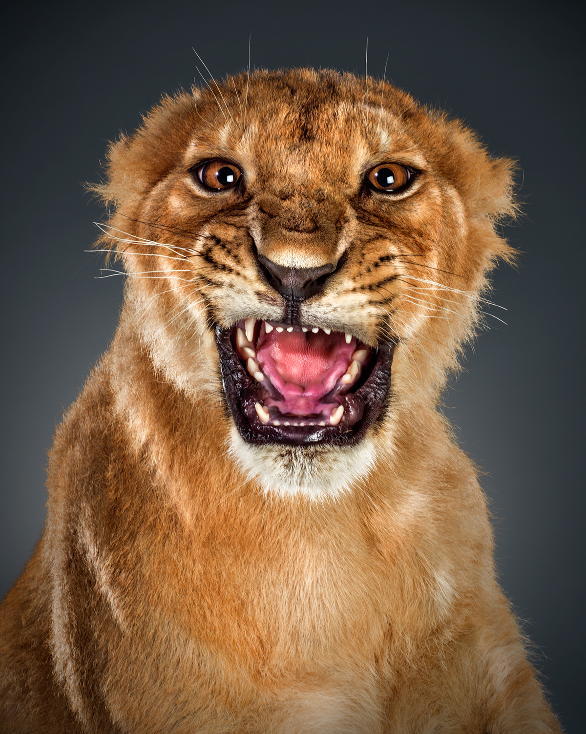 animal lion tigers portrait studio Kuwait Hasselblad montwelo q8 dubai Lions tiger cats lighting