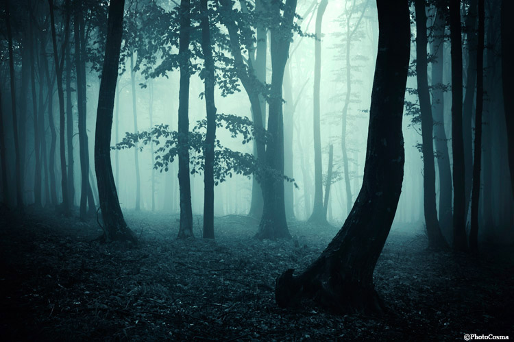 forest Nature fog Tree  mystery dark fantasy