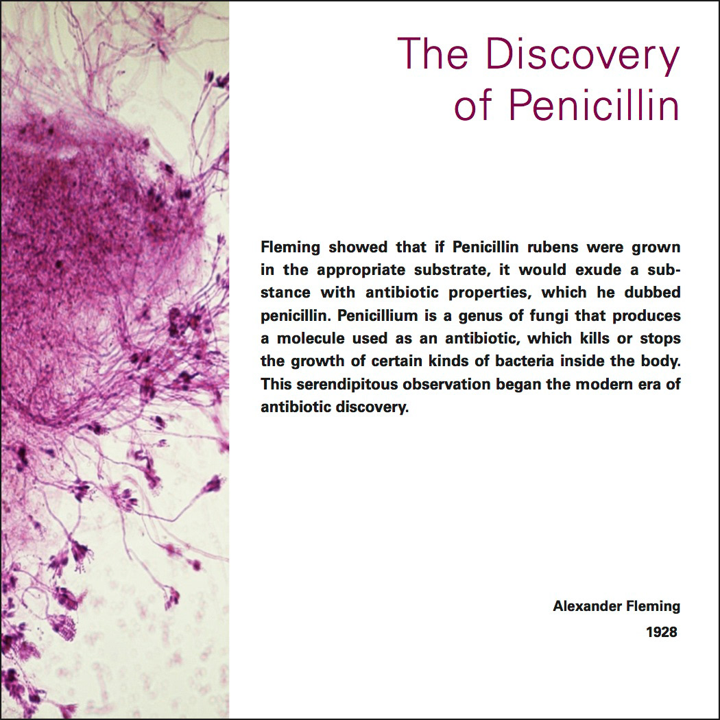 Penicillin type hierarchy Order science adobe InDesign