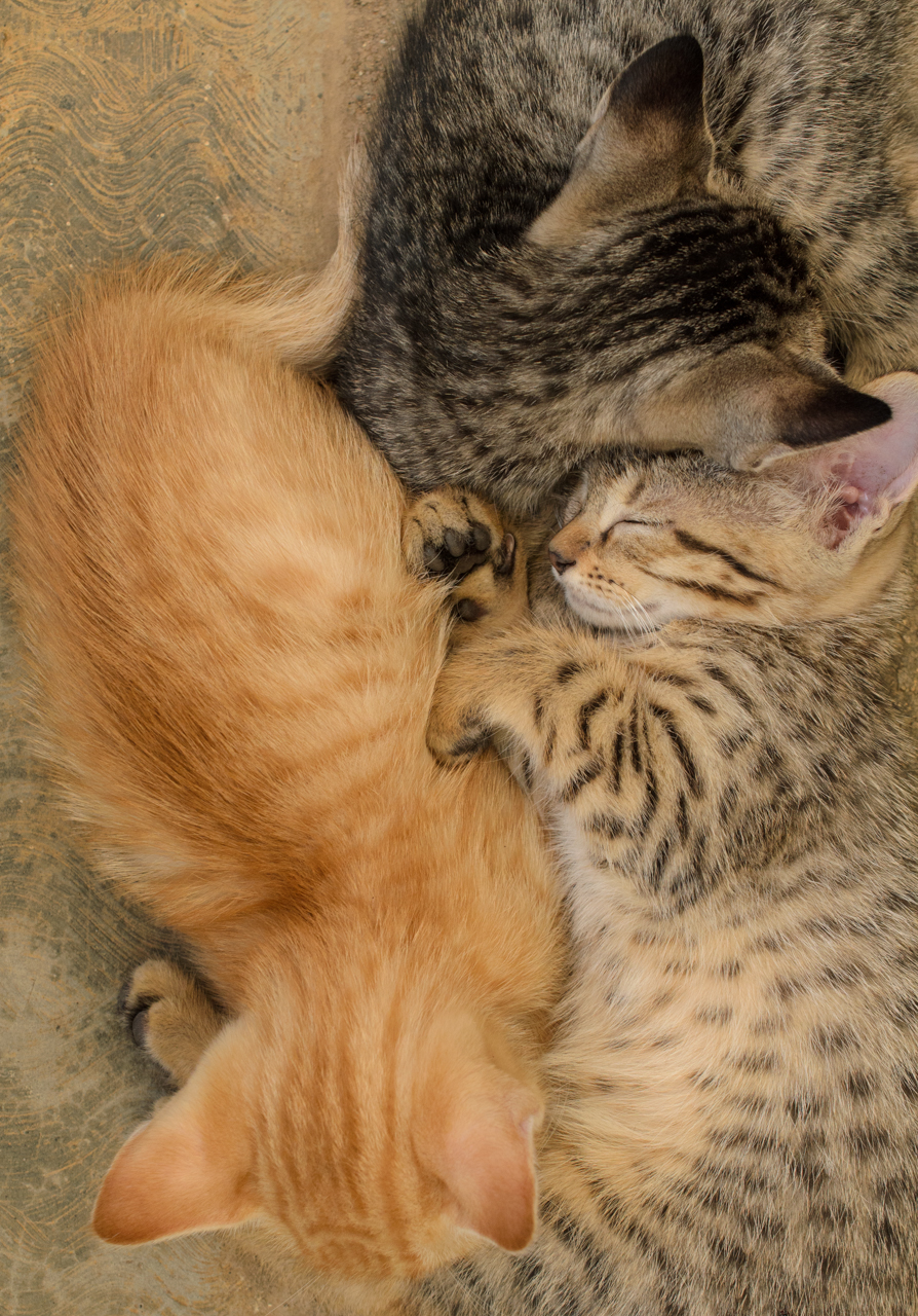 kittens Cat Photography  Nikon bokeh