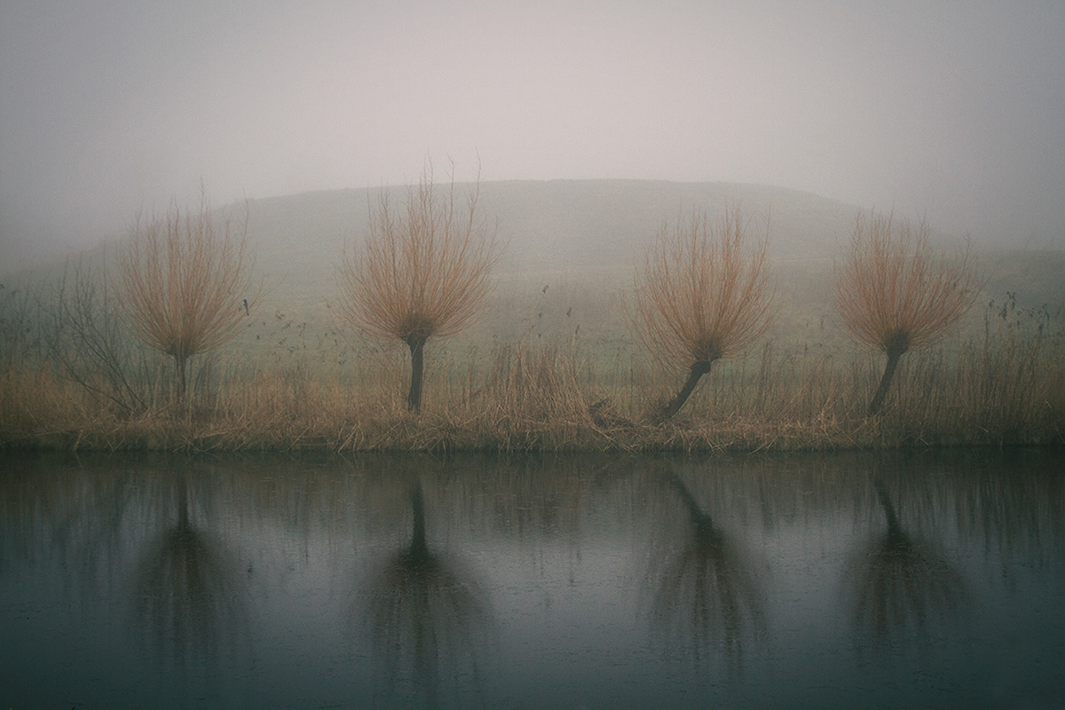 fog mist haze color Stillness Tree 