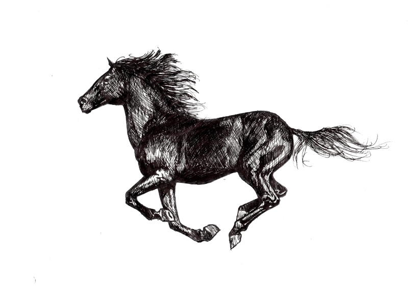 horse black White nikos tsounakas Beautiful running standing walking legs pen Needle point ink stallion hair