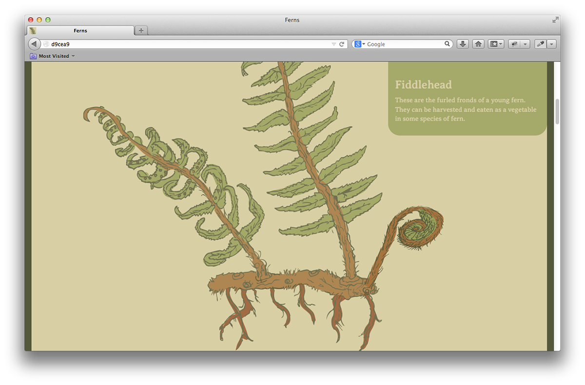 interactive educational ferns fern Plant plants life cycle grow