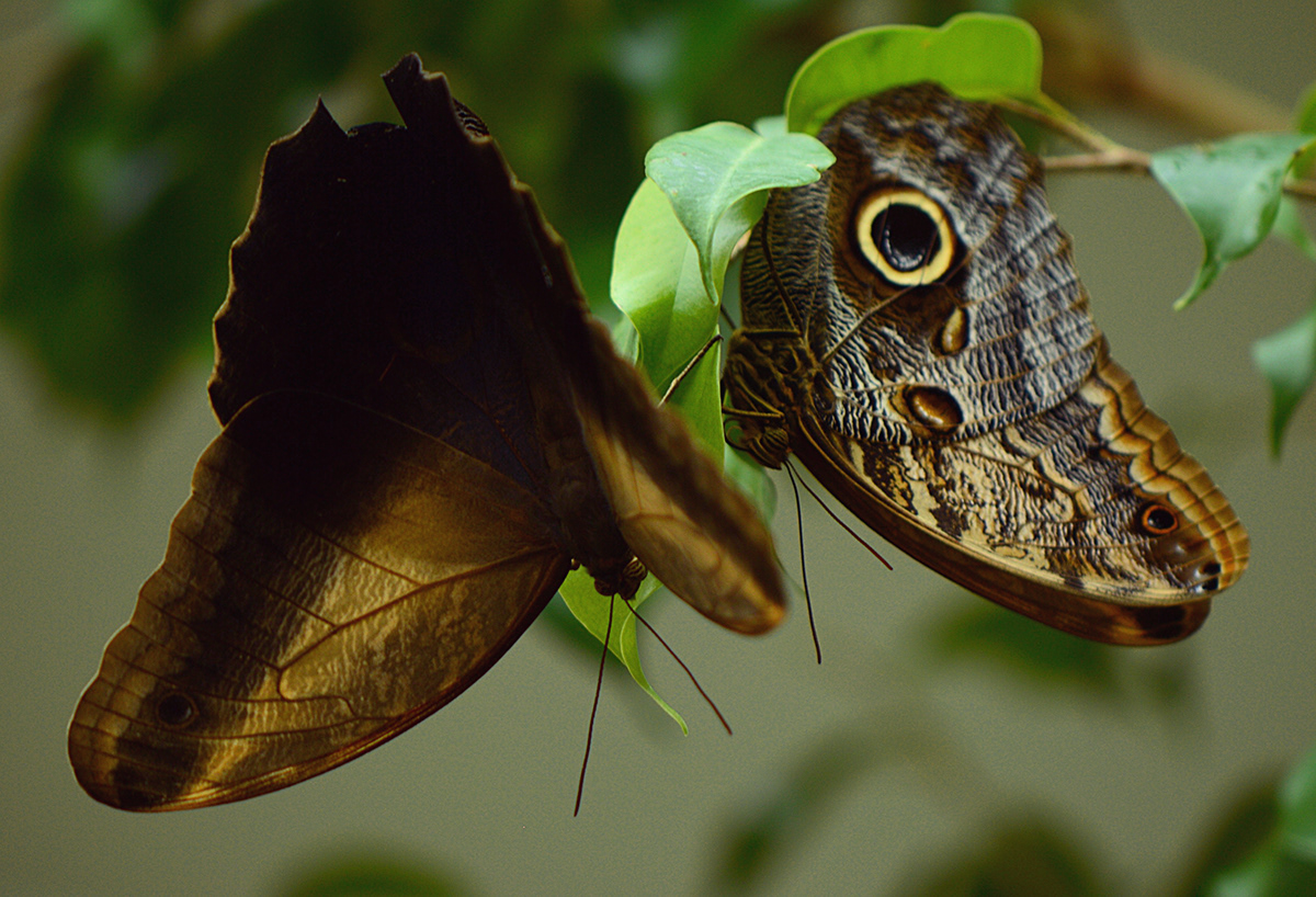 owl butterfly, caligo eurilochus