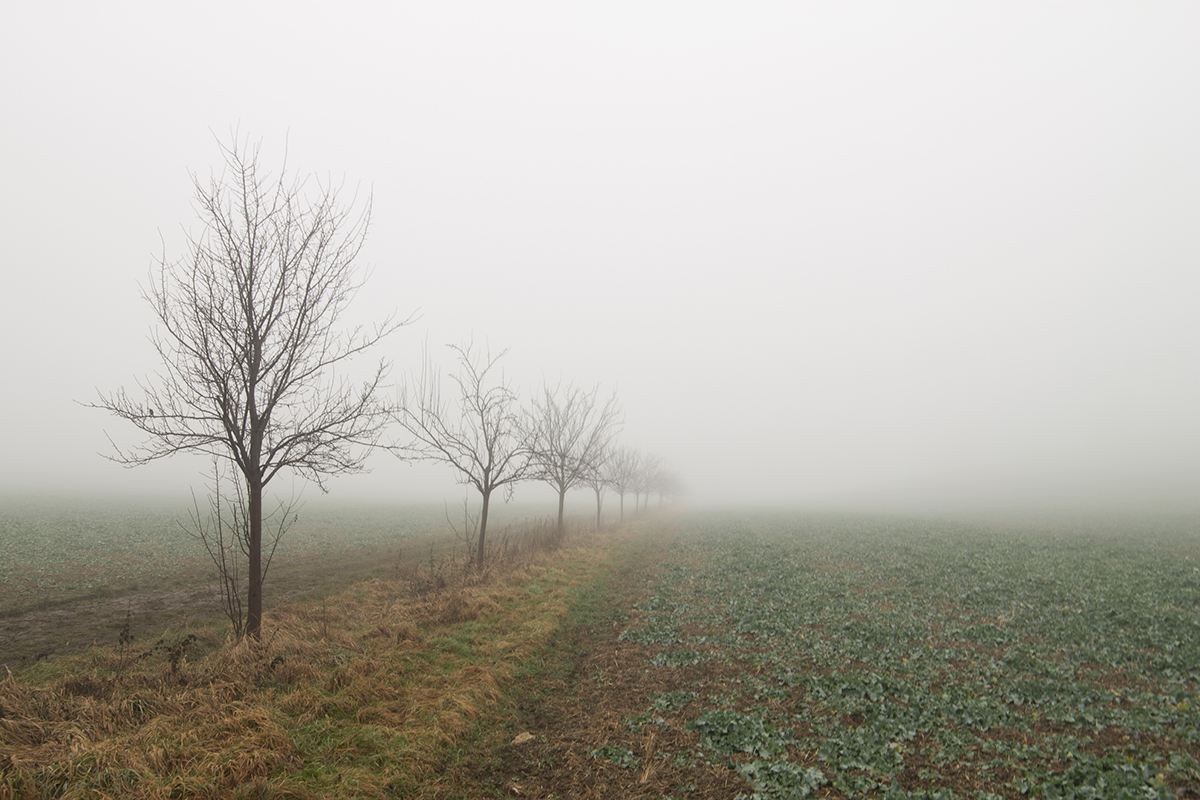 Nature misty countryside soft Veil fog haze nebula