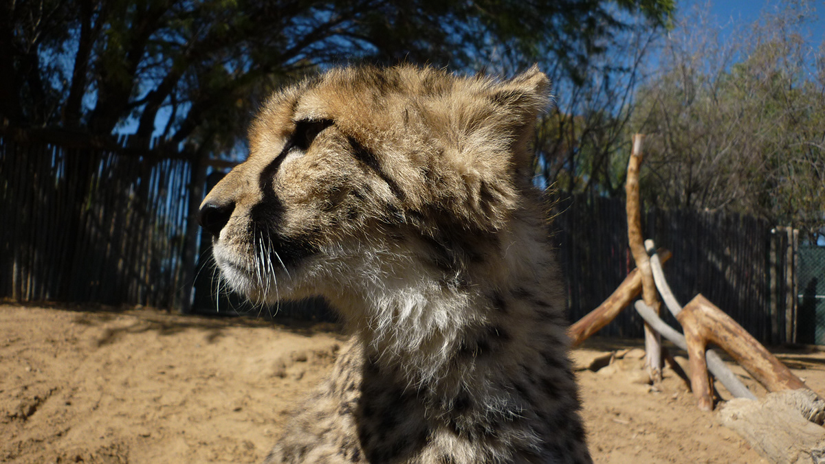 cheetah cats wildlife south africa inverdoorn  