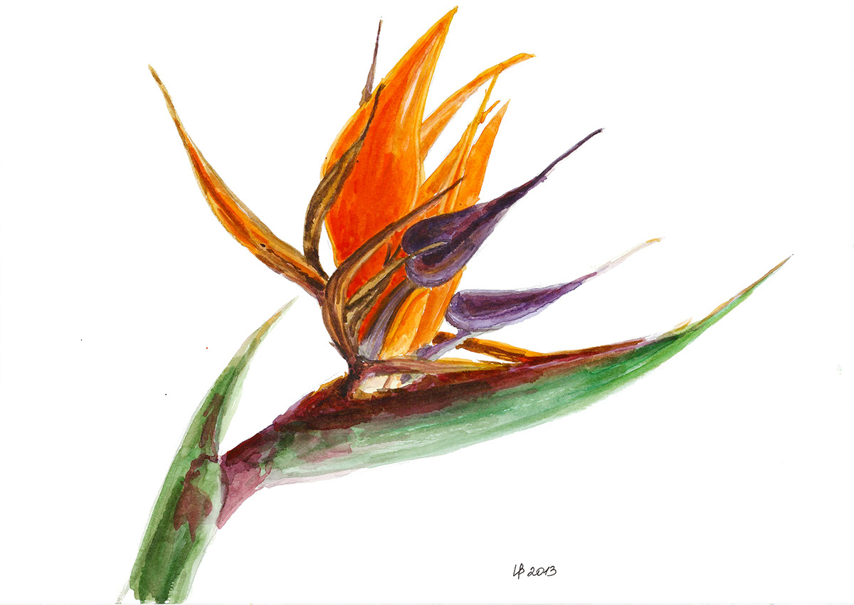 Strelitzia paradise flower bird watercolors bright Sunny