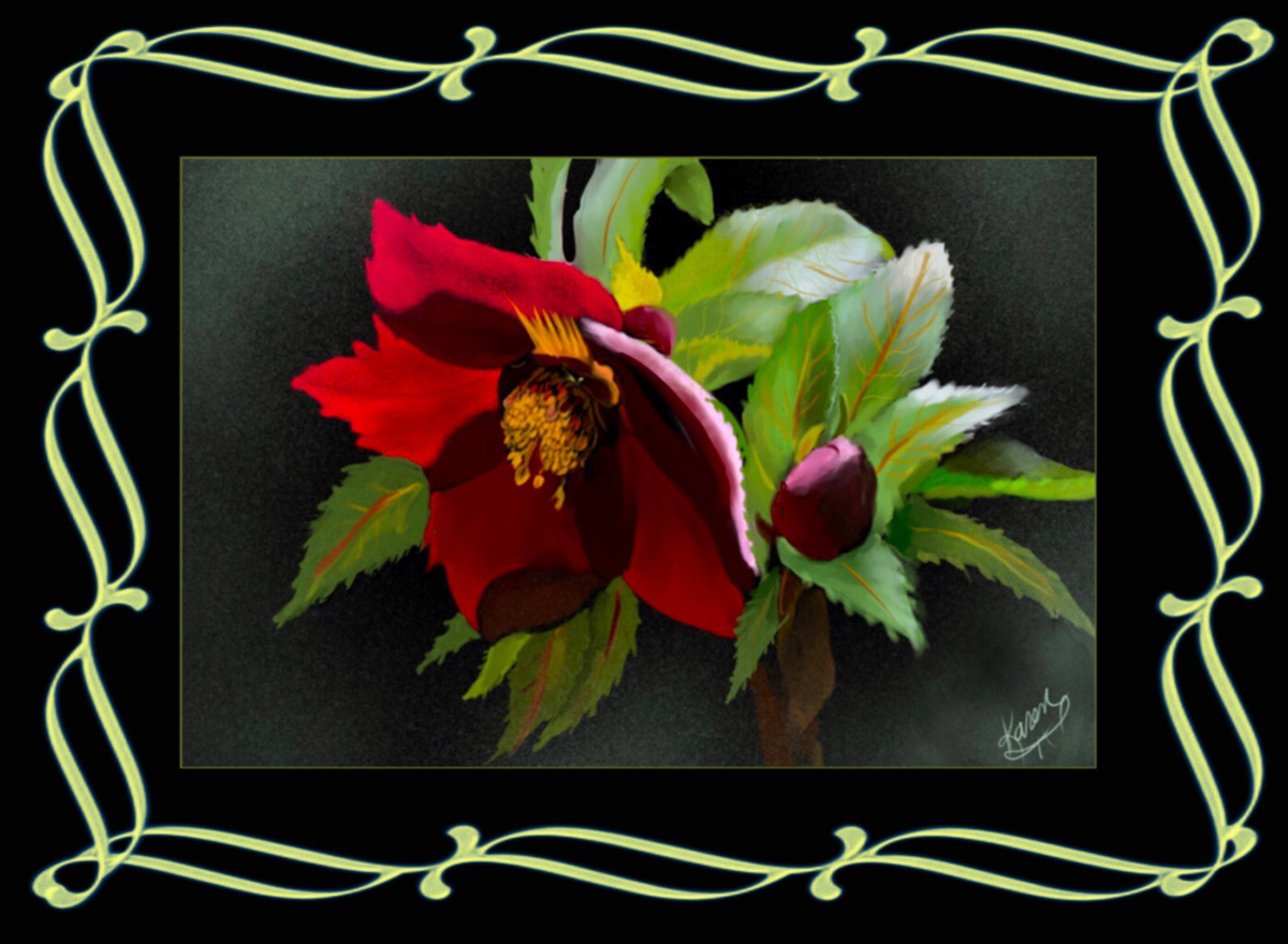 Digital Art  digital painting Drawing  illustrations Flowers CHRISTMAS ROSE