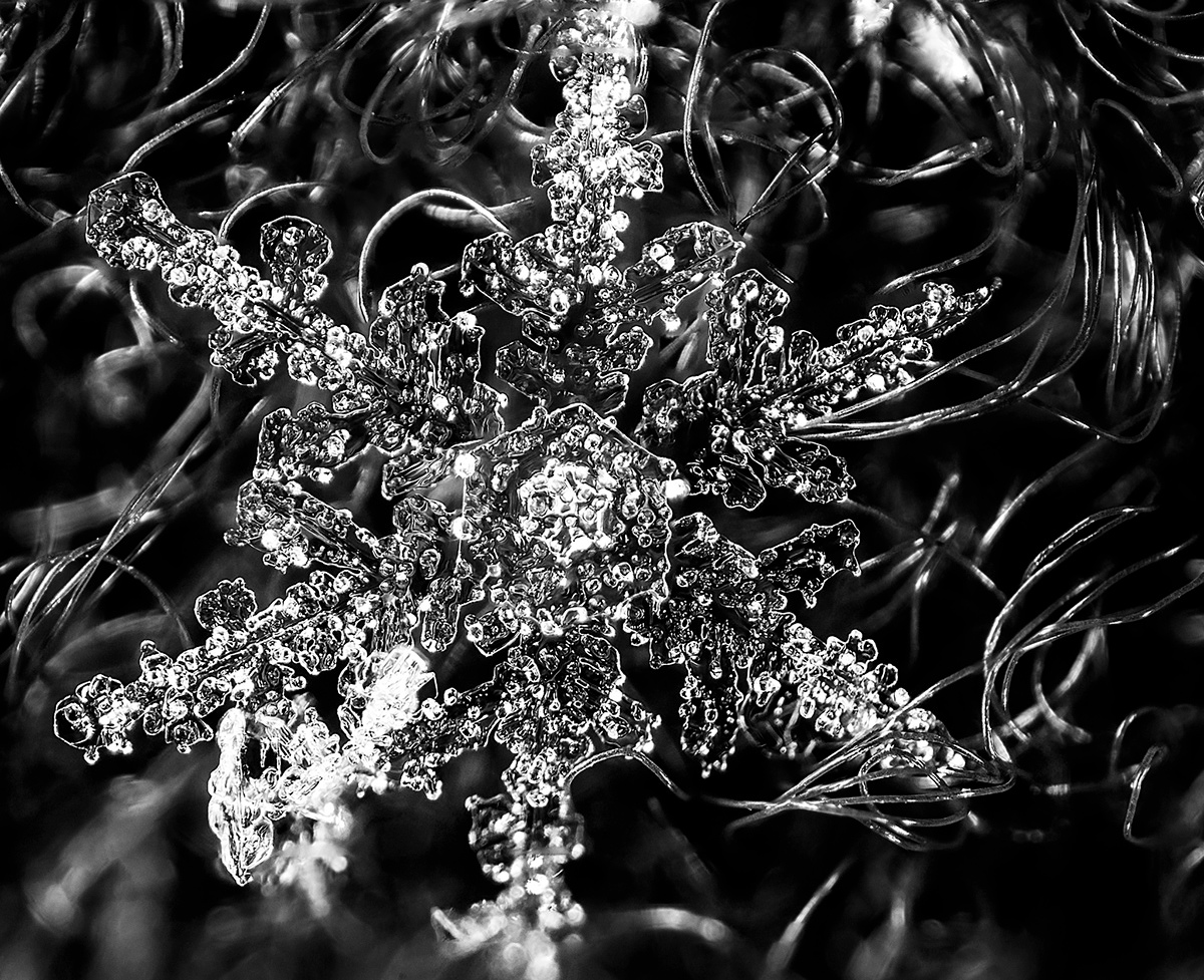 super macro Macro Photography snowflake snow Flake snowflakes Beckley West Virginia sony a77 close close up advertisingwv reverse mount lens