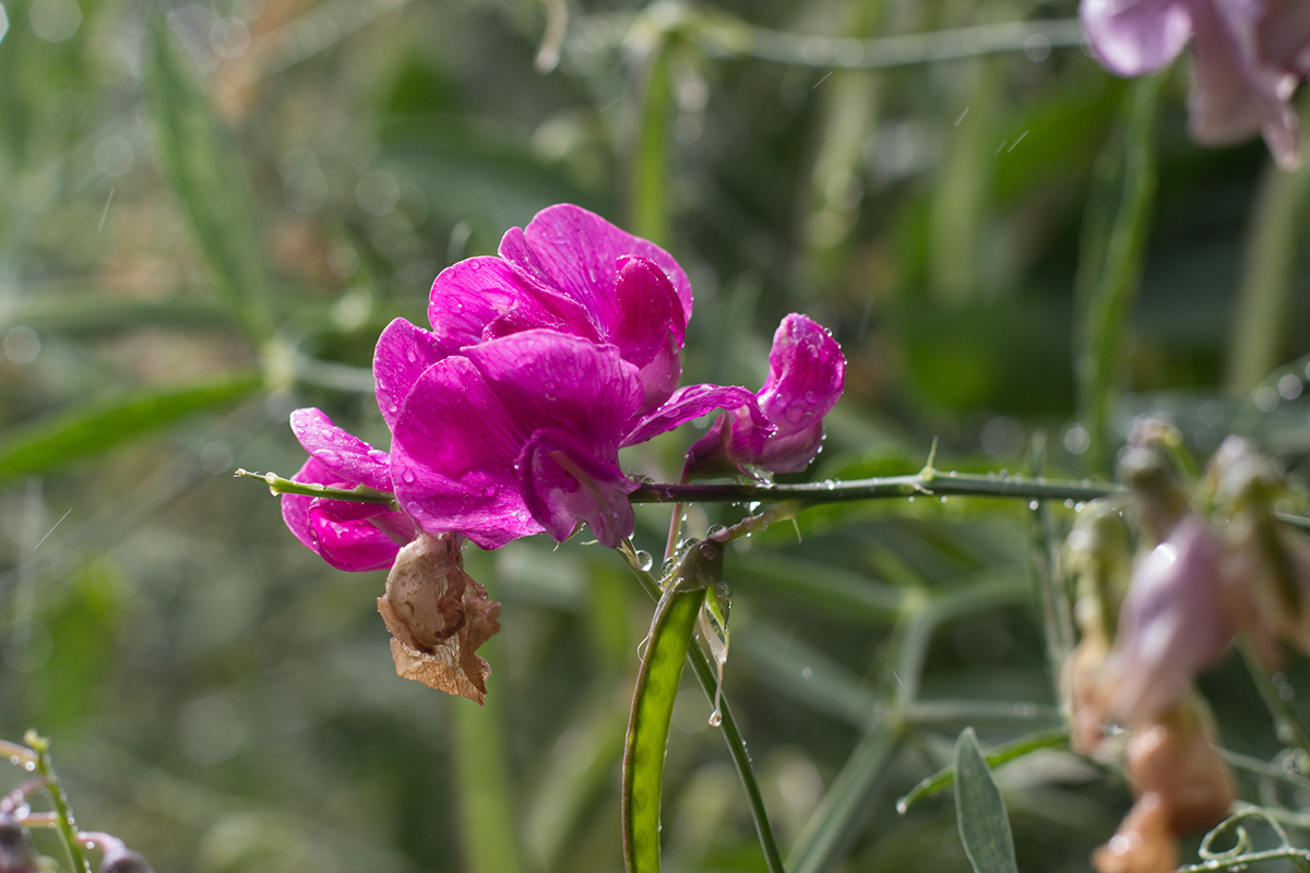 summer flower rose Sweat Pea Park
