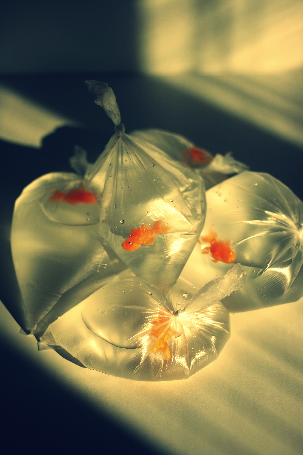 goldfish plastic bag water light shadow tamara stoevelaar