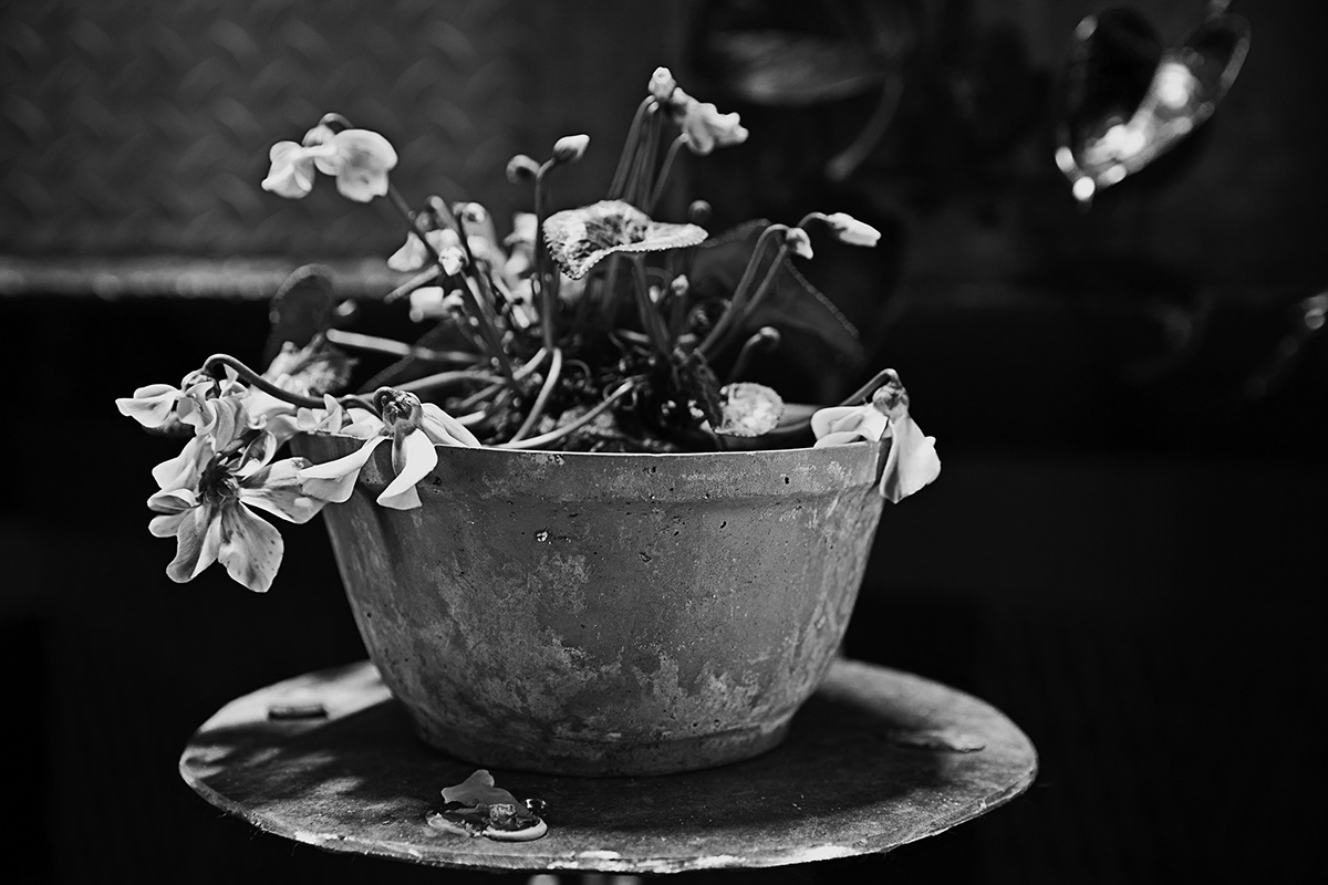 photoshoot black and white Nature Flowers Flora LOFT restaurant
