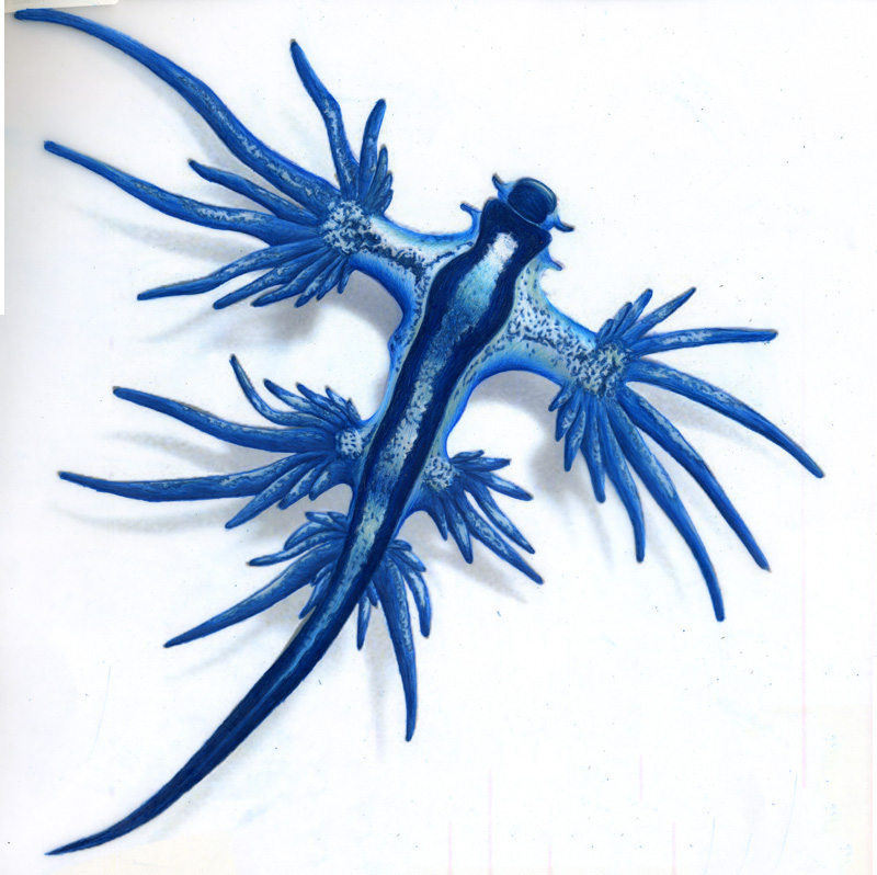 Glaucus Atlanticus nubis blue sea strange alien lesmas-do-mar Moluscos sea swallow angel blue glaucus blue dragon blue ocean slug