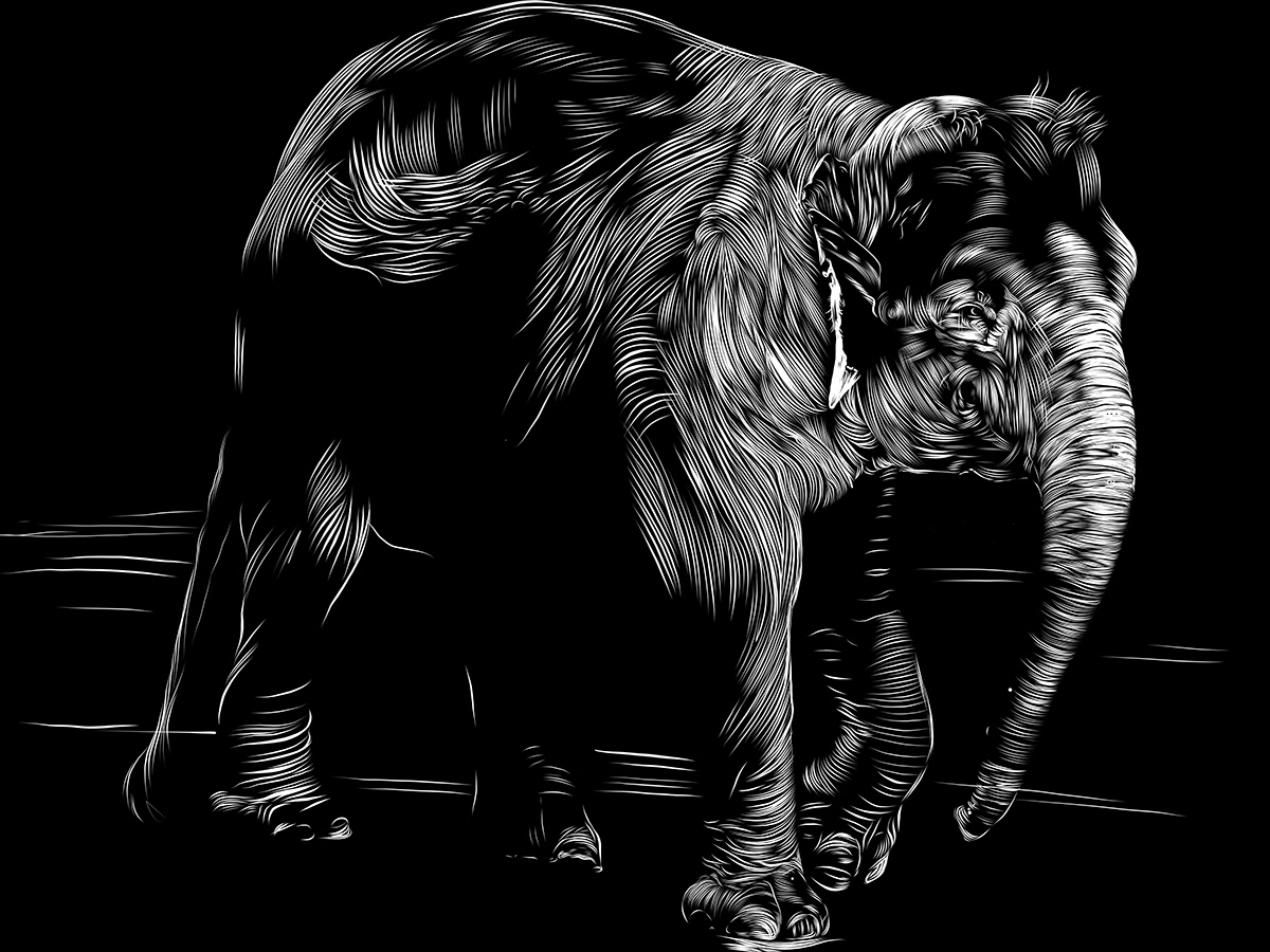 adobe fresco animals black and white COVID-19 covidart Digital Art  Drawing  endangered scratchboard vector