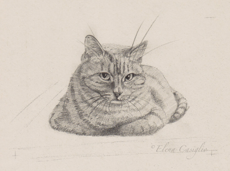 Pet portrait sketch of a cat in black and white made in graphite by Elena Casiglio