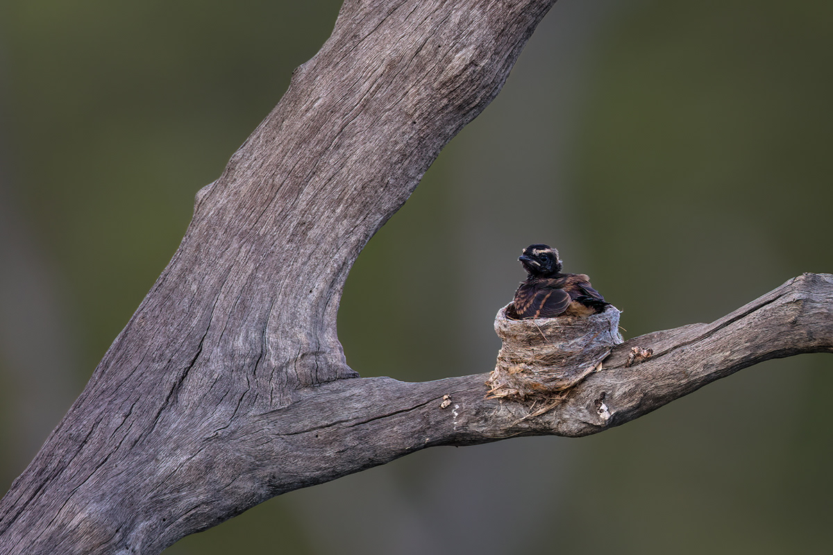 baby nest wildlife Australia outback spring Feeding mother nature-moments northern territory