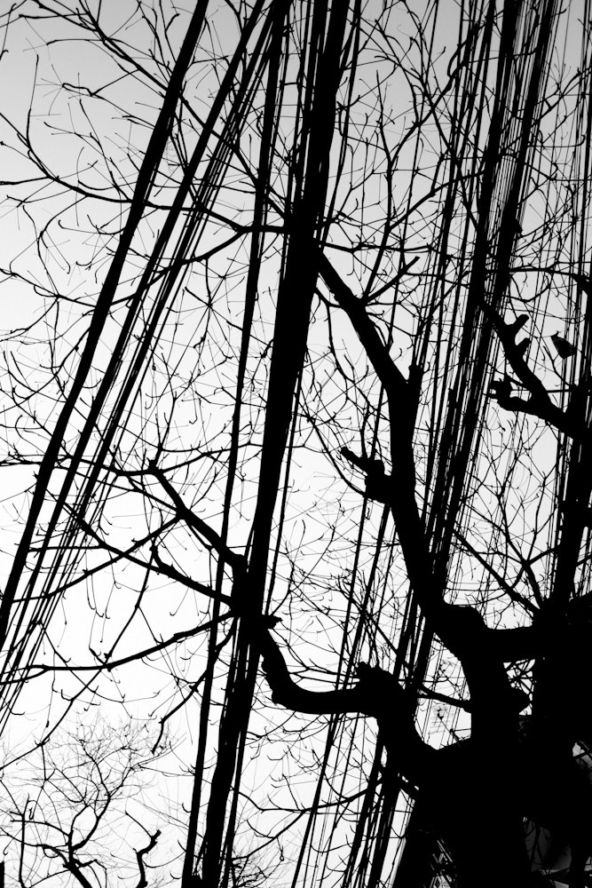 entanglements trees powerlines man vs nature