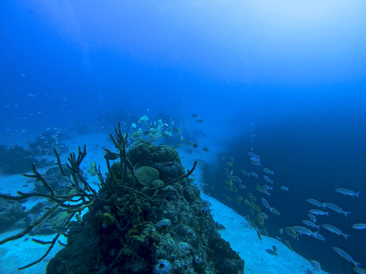 underwater scuba fish reef Shipwreck Bahamas gopro hero3