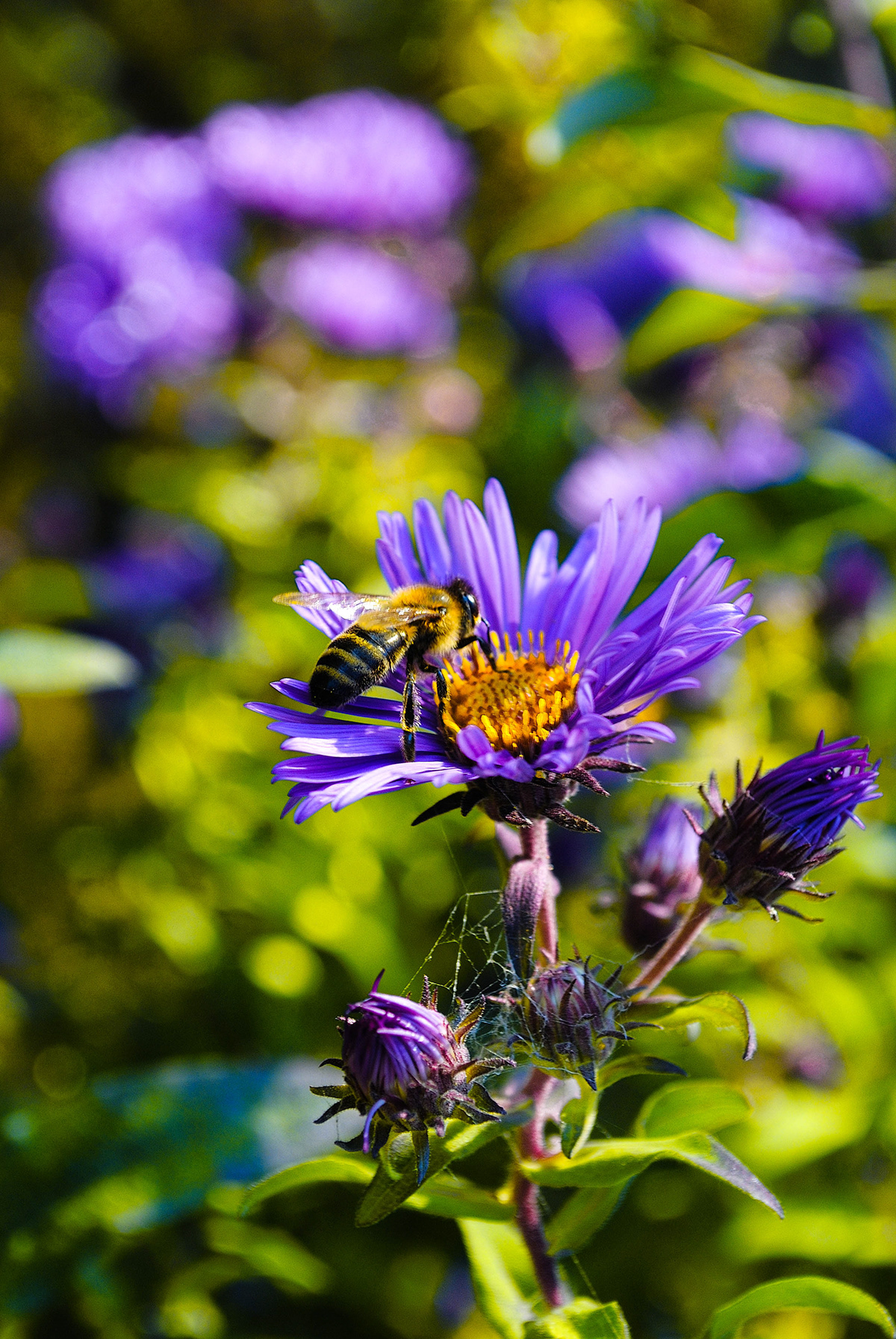 bee flower insect purple flower yellow bee Yellow flower