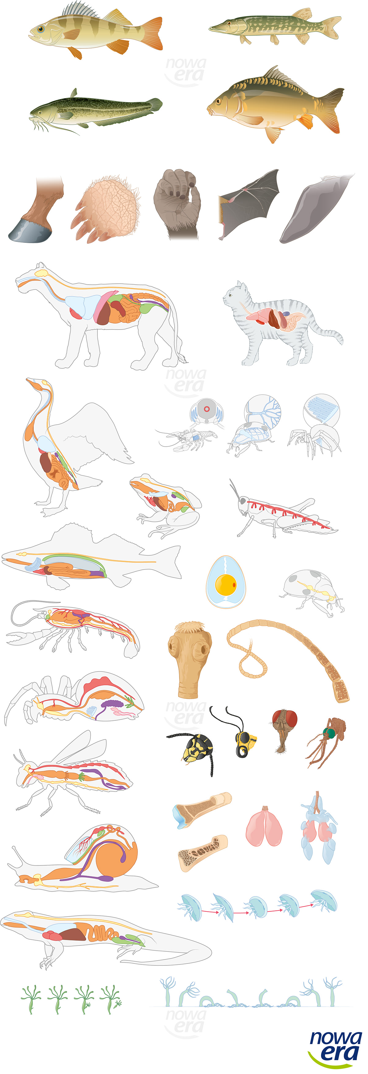 vector fish animal biology school ILLUSTRATION  Digital Art  adobe illustrator vectroillustration